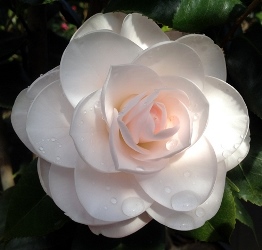 Mockingbird's Blush™ Camellia, Camellia x 'Mockingbird's Blush'